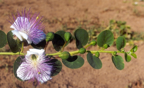 capperi pantelleria 4 570