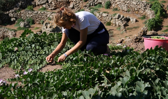 capperi pantelleria 5 570
