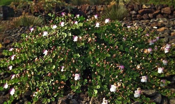 capperi pantelleria 6 570