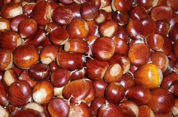 castagna montella piena 570