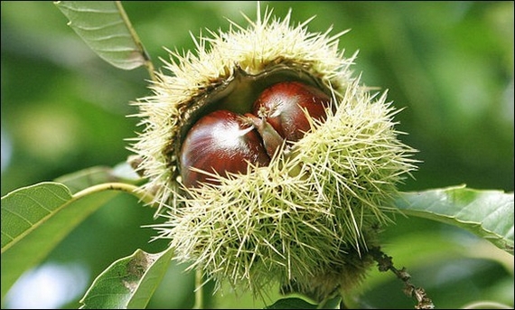 castagna montella pianta 570