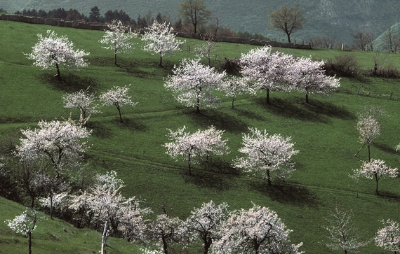 ciliegi marostica collina 570