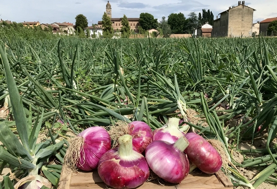 cipolle breme campo 570