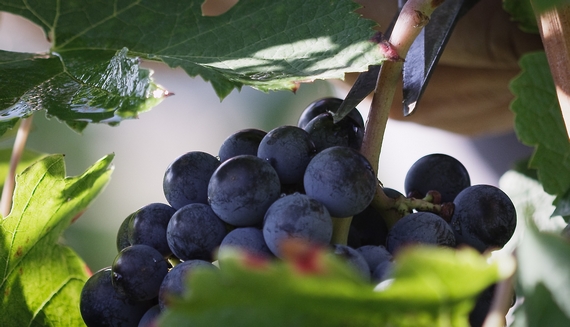 collio uva nera fantinel 570