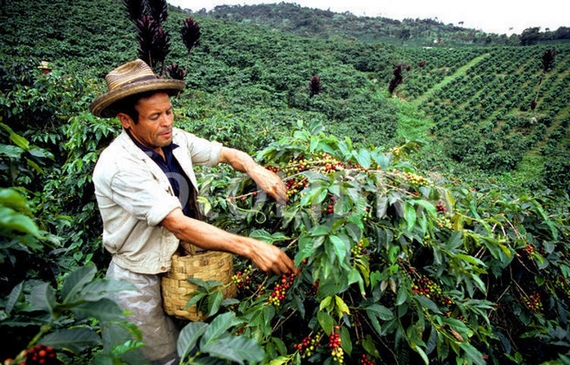 colombia raccoglietore caffe 570