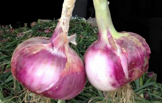 dolcissima cipolla breme 570