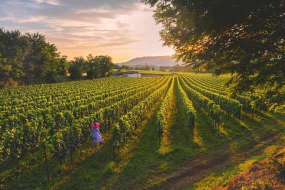 esperienza fra vigne e cantine 570 visit brescia