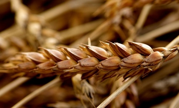farro garfagnana zoom 570