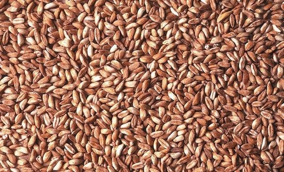 farro semi garfagnana 570
