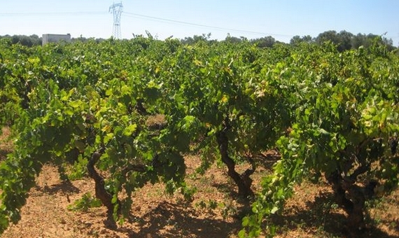 fino gianfranco vigneti 570