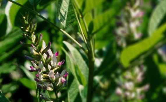 fiore liquirizia calabria dop 570