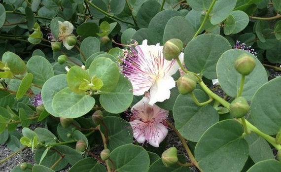 fiori e capperi 570