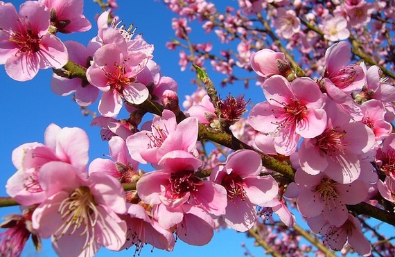 fiori pesco 1 570