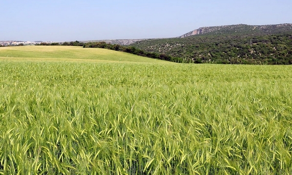 grano di matera 2 570