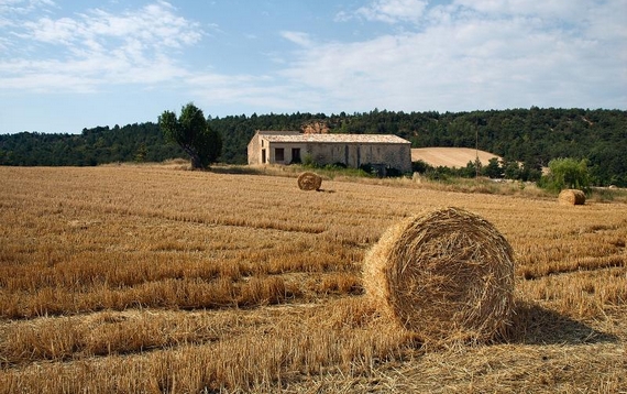 grano matera 570