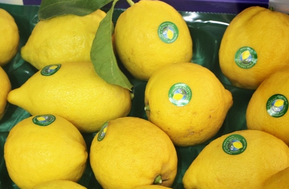 limone di rocca imperiale igp 570