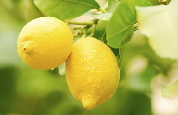 limone rocca imperiale igp 570