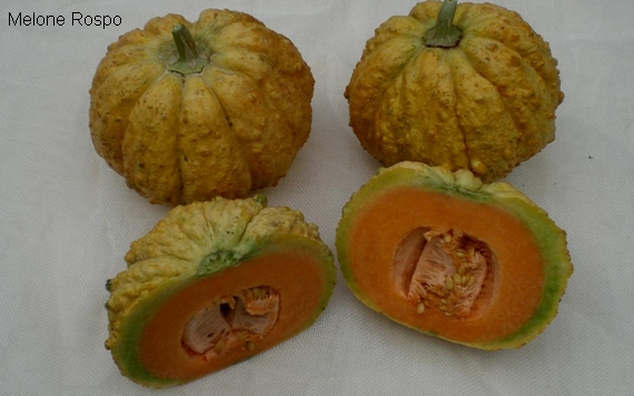 melone rospo 570