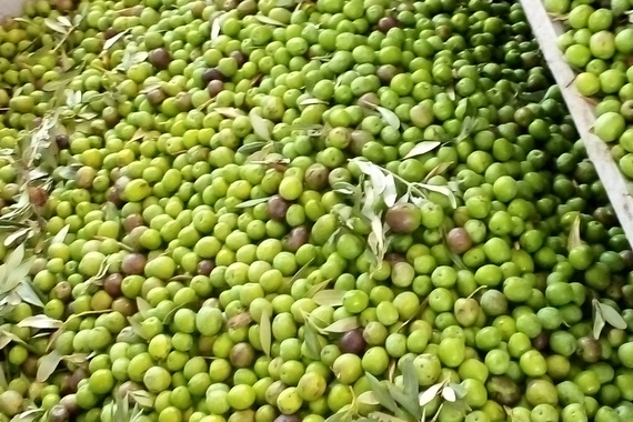 novellara del belice olive 570