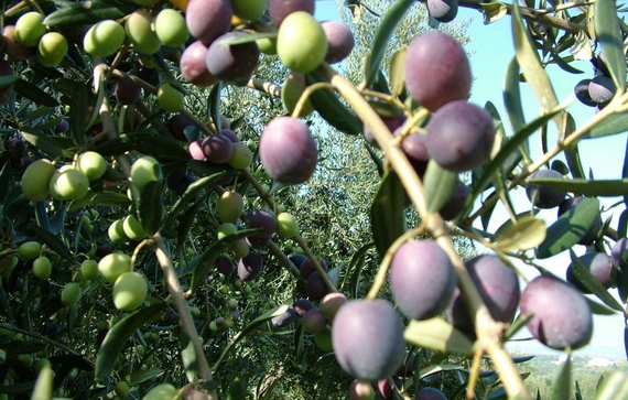olive olio aprutino 570