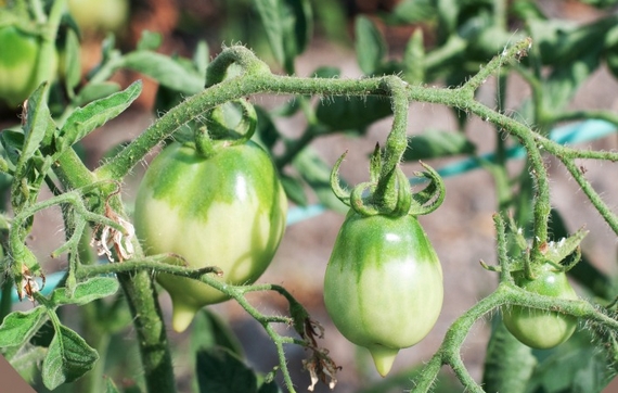 pomodorini dello sbirro 570