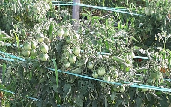 pomodorini piennolo 2 570