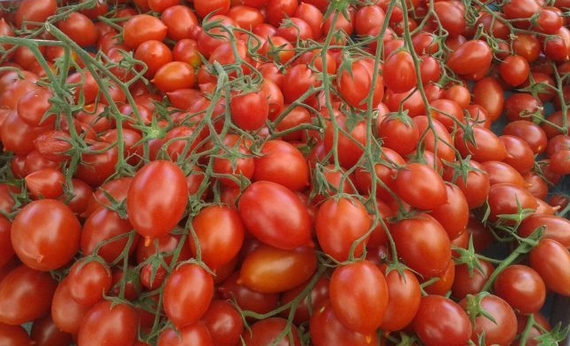 pomodorino piennolo vesuvio dop 570