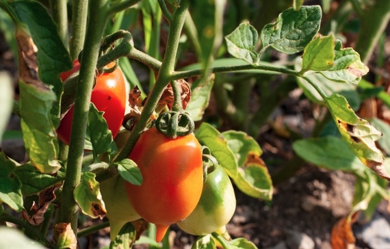 pomodorino piennolo dello sbirro 570 quai pronti