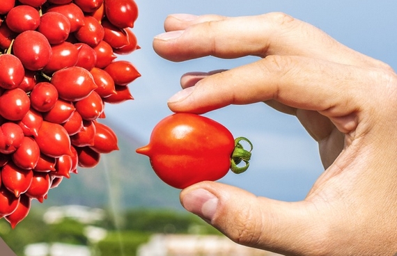 pomodorino piennolo dello sbirro raccolto 570