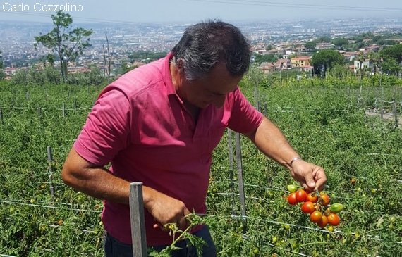 raccolta pomodorino piennolo txt 570