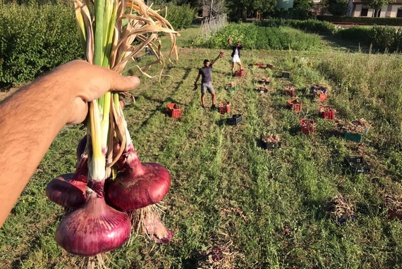 rasoterra raccolta cipolle 570