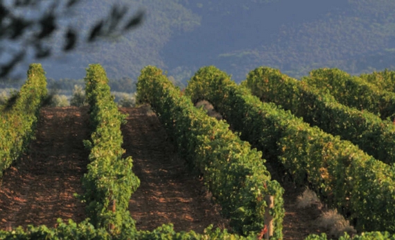 sassicaia vigneto 570