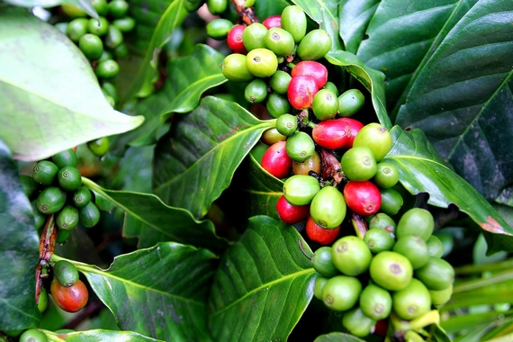 sudan pianta caffe 570