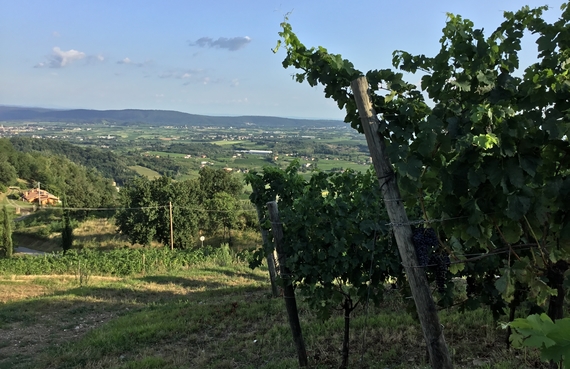 territorio ronco dei tassi 570