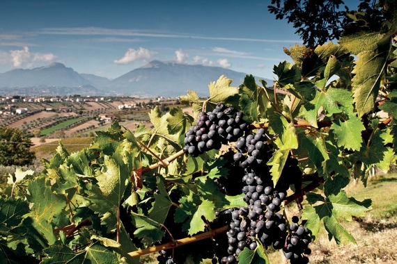 territorio vini pepe 570