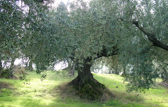 ulivo aprutino 570