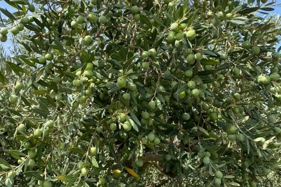 ulivo nocellara del belice 570