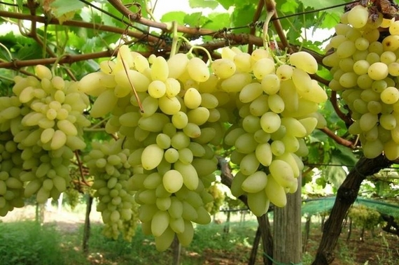 uva pizzutella vigna 570