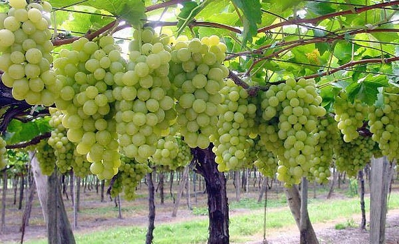 uva vigneto vigneto di uva italia 570