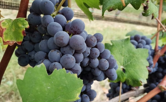 uva barolo citta vino 2021 570