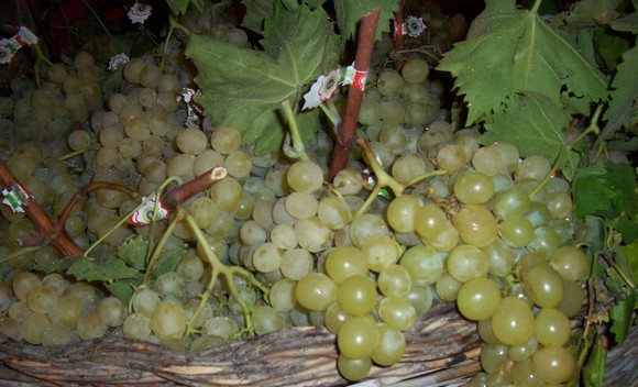 uva tavola canicatti igp580