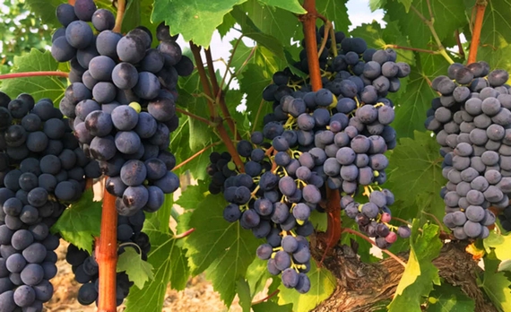 uva tenuta cerro 570