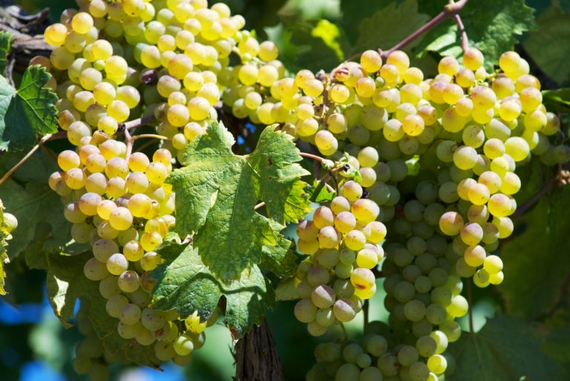 vermentino uva 570