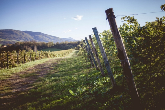 vigna fep wine settembre 2020 ottima annata 570