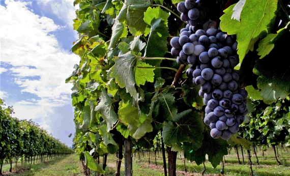 vigneti cantine Statti a Lamezia Tere 570