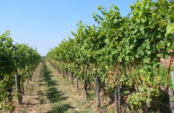vigneti alfieri 570