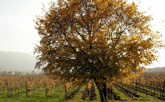 vigneti autunno lantieri 570