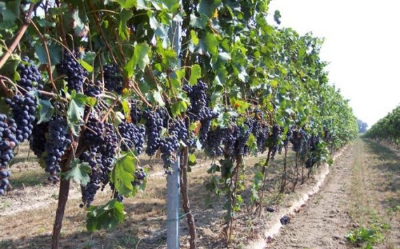 vigneti calabria 2 570
