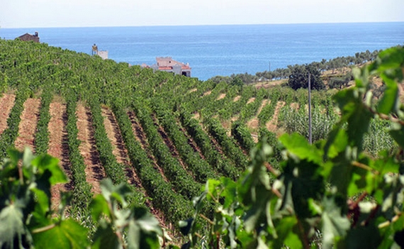 vigneti ciro marina 570