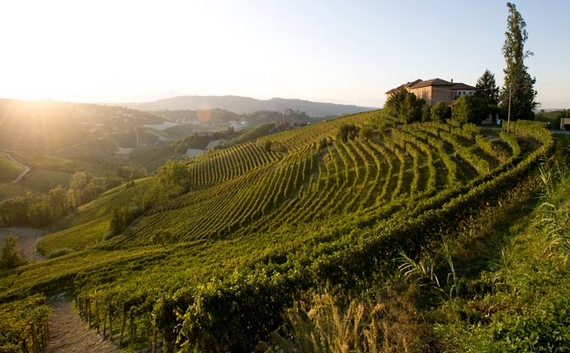 vigneti piemonte 570